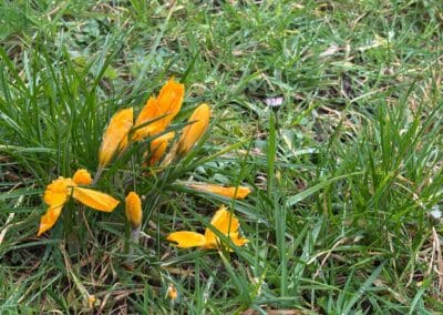 Illustration de la Newsletter de mars 2026 de Véronique Salman, psychanalyste sur le renouveau